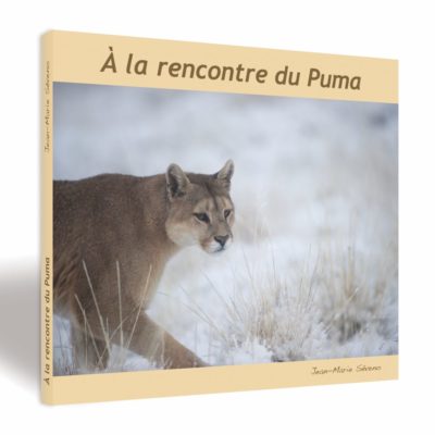 À la rencontre du puma