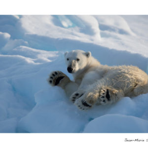 Carte ours polaire – Épuisée